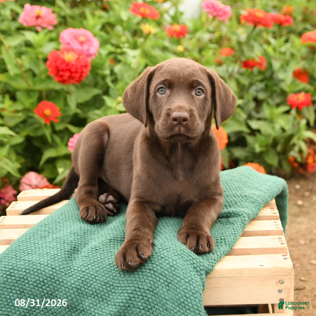 Labrador Retriever dogs for sale: Kate - Ad 3