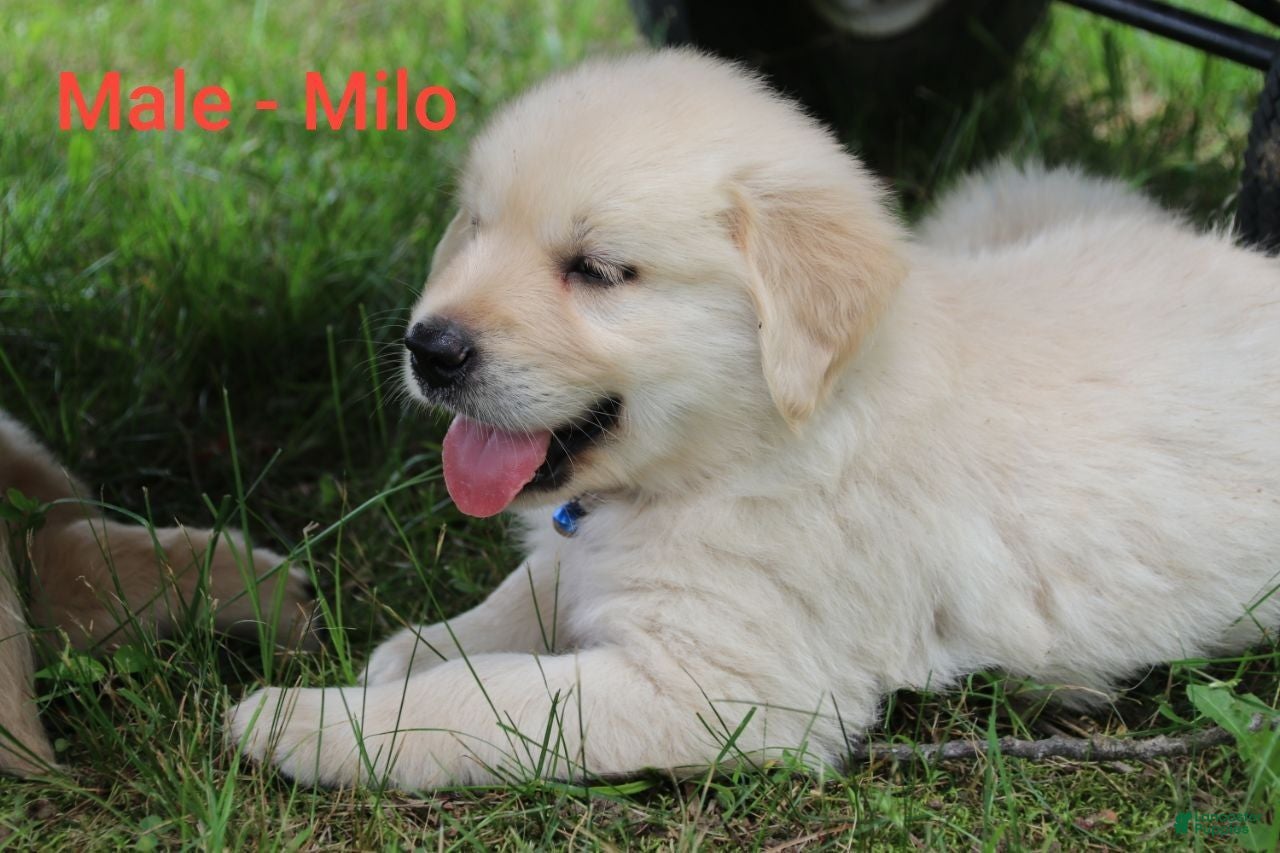 Golden Retriever dogs Golden Retriever 1 - Ad 26