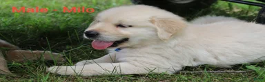 Golden Retriever 1