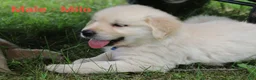 Golden Retriever dogs for sale: Golden Retriever 1 - Ad 1