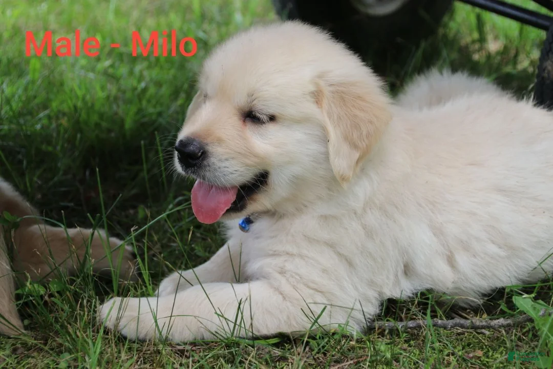 Golden Retriever dogs for sale: Golden Retriever 1 - Ad 1