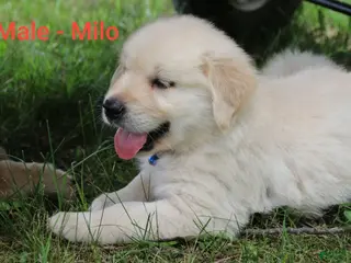 Golden Retriever dogs Golden Retriever 1 - Ad 41