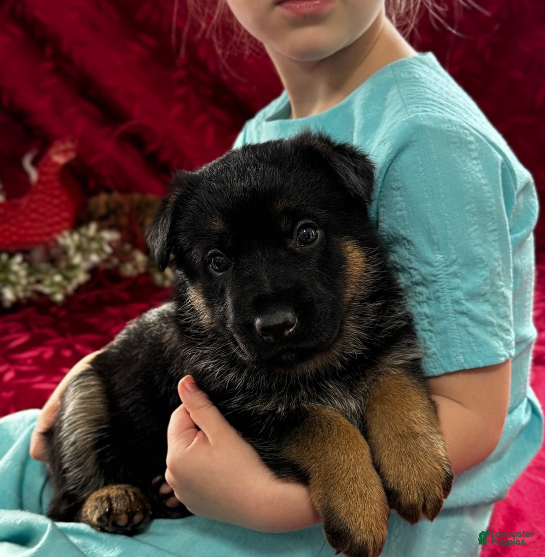 German Shepherd dogs for sale: Diego - Ad 6