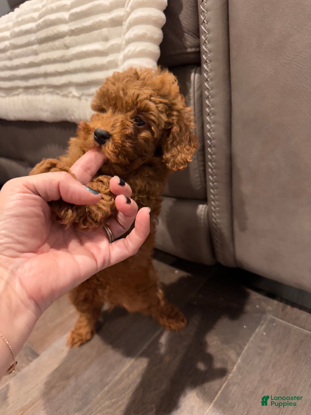 Toy Poodle dogs for sale: Jayden- Teacup/Toy Genetically TESTED - Ad 12