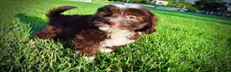 Havapoo dogs for sale: Emma - Ad 17