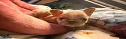 French Bulldog dogs for sale: Howard stern  - Ad 3