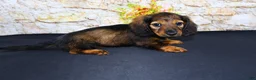 Miniature Dachshund dogs for sale: Wendy - Ad 9