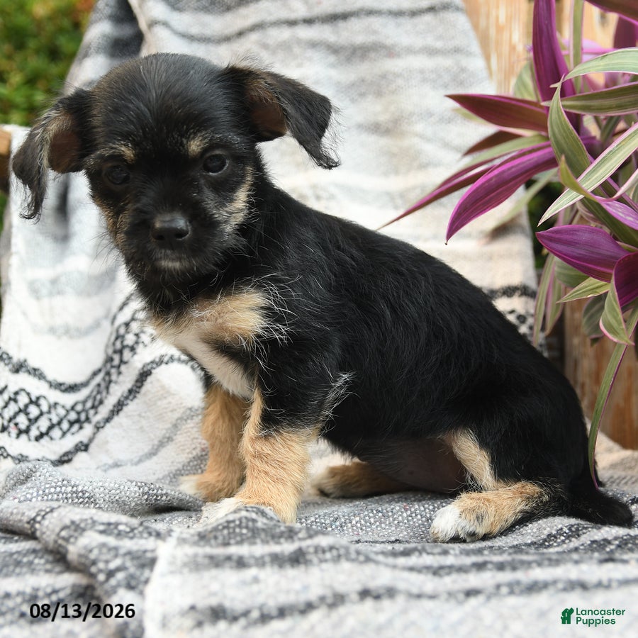 Mixed Breed dogs Explorer - Ad 2