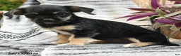 Mixed Breed dogs for sale: Explorer - Ad 2