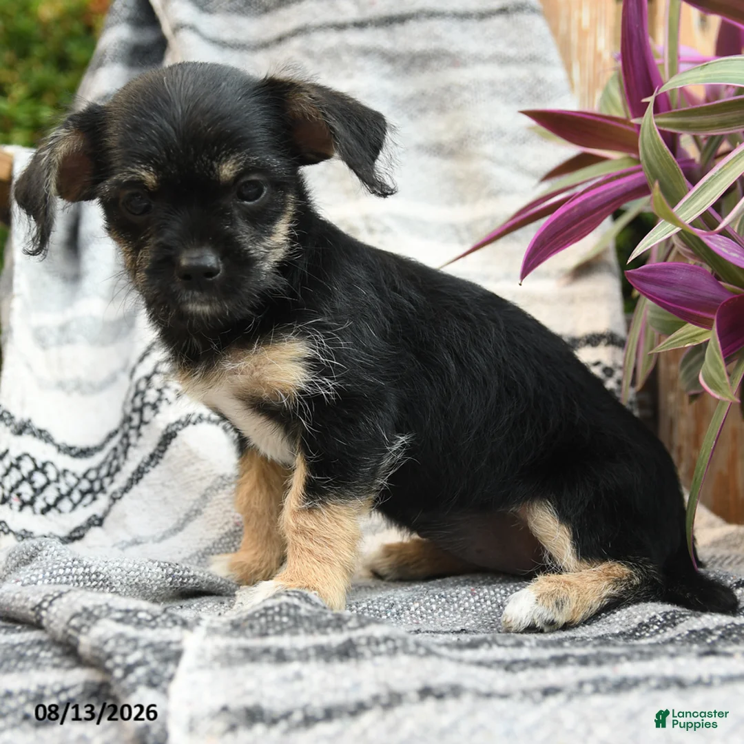 Mixed Breed dogs for sale: Explorer - Ad 2