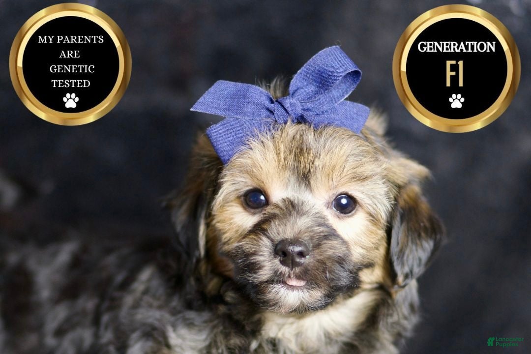 Yorkiepoo dogs for sale: Wolfie - Ad 6