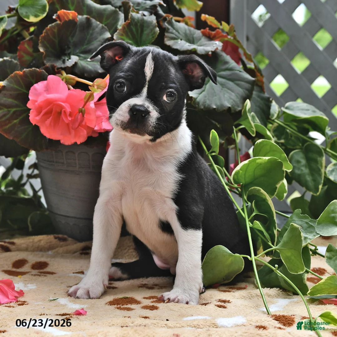 Boston Terrier dogs for sale: Lucy - Ad 1
