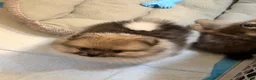 Pomeranian dogs for sale: Mezi - Ad 5