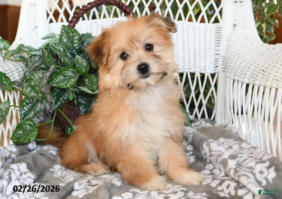 Havanese dogs for sale: Cactus - Ad 1