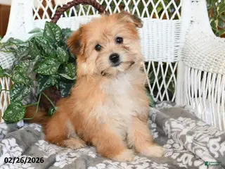 Havanese dogs for sale: Cactus - Ad 2