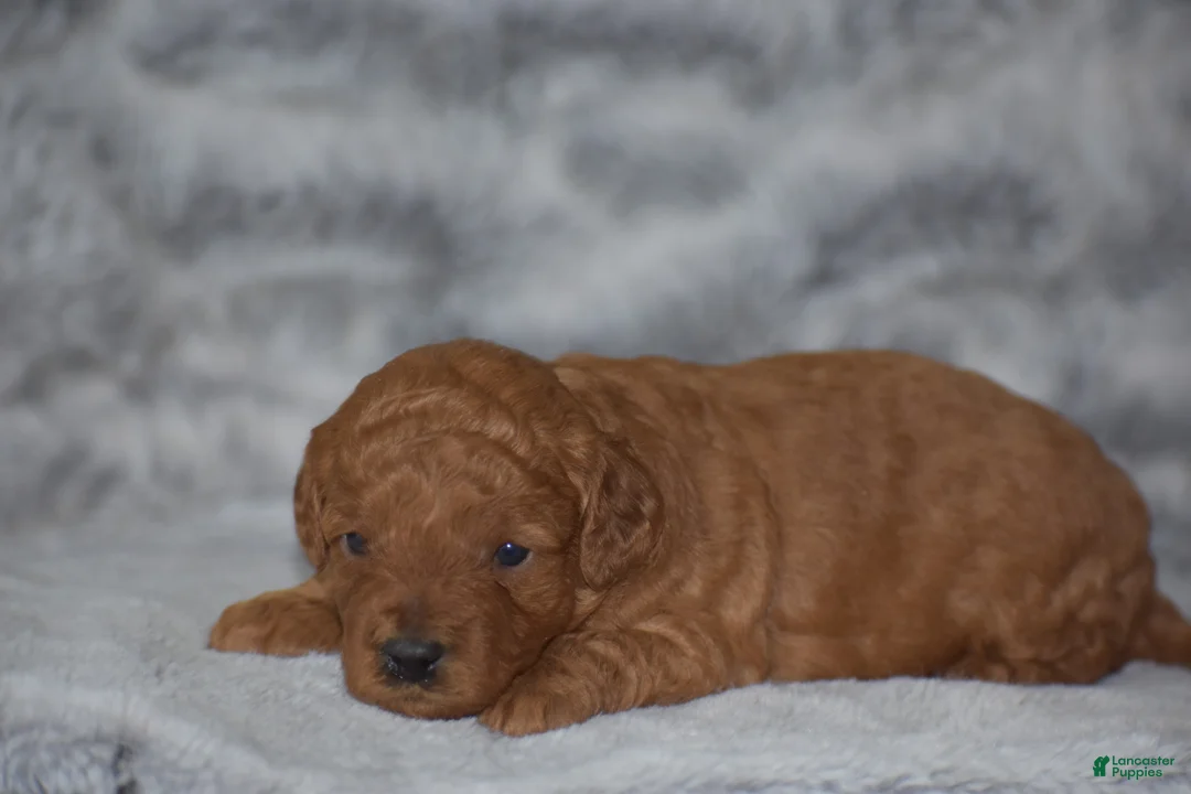 Miniature Poodle dogs for sale: Rosette - Ad 1
