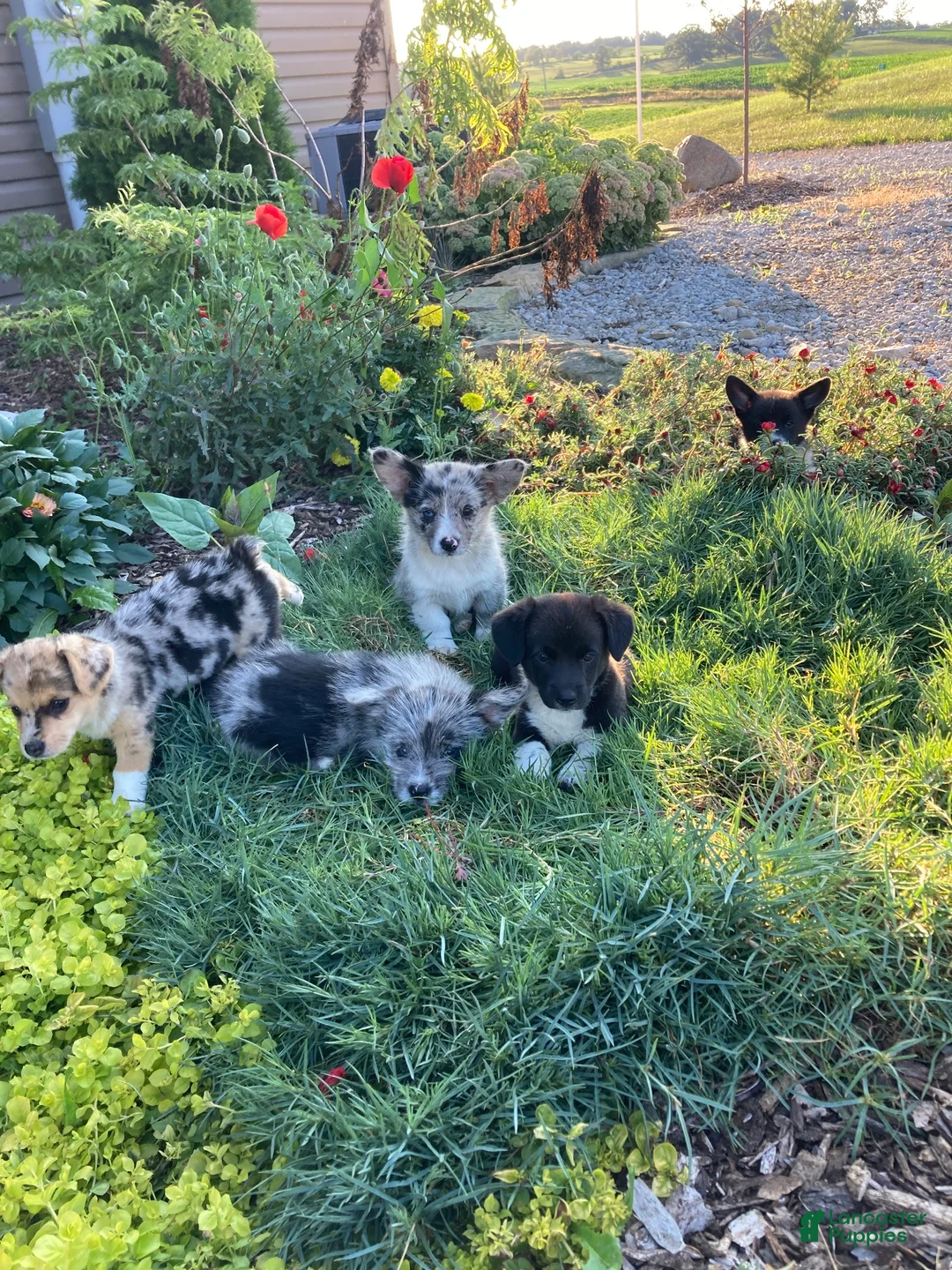 Corgipoo dogs for sale: Anya  - Ad 7