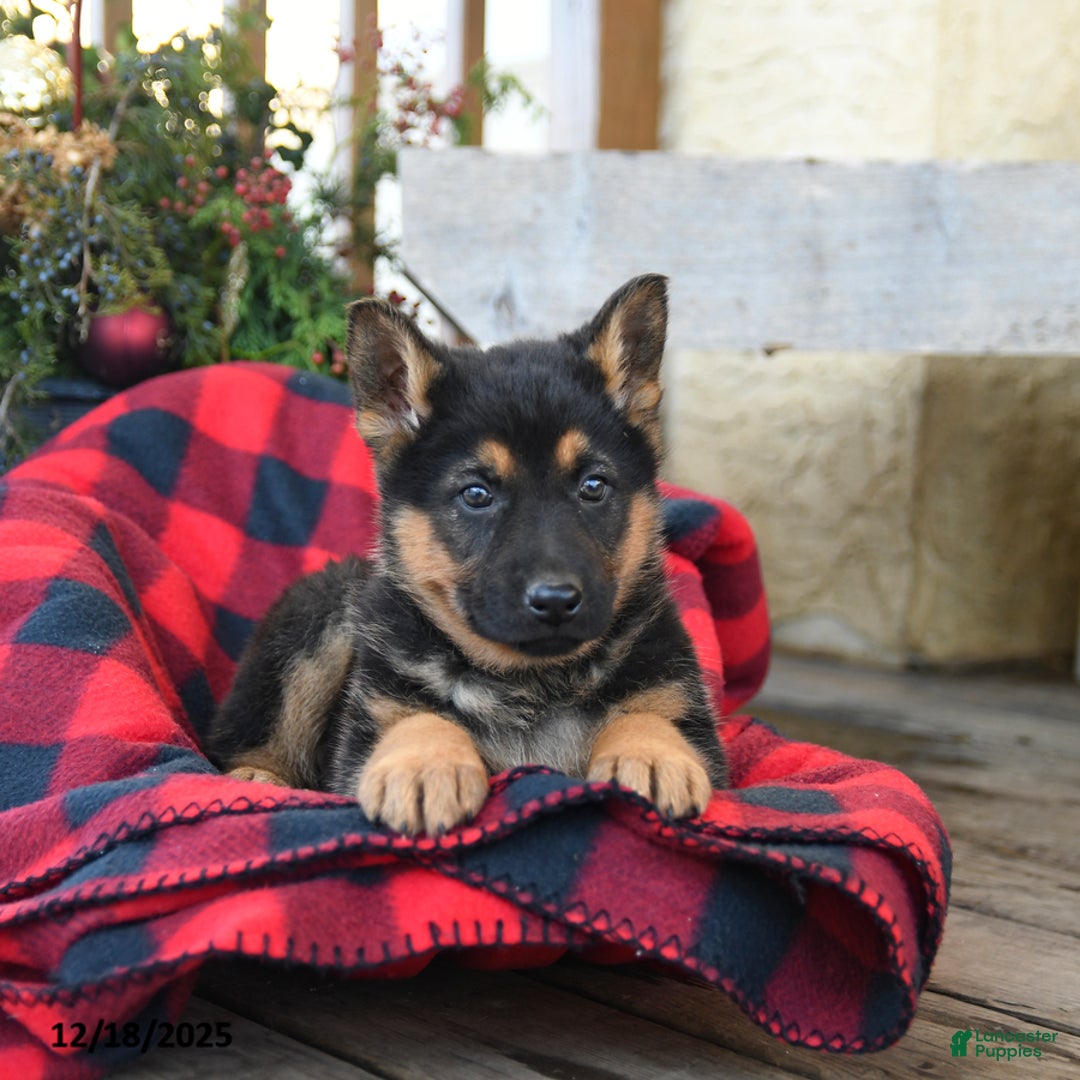 German Shepherd dogs for sale: Mistletoe - Ad 2