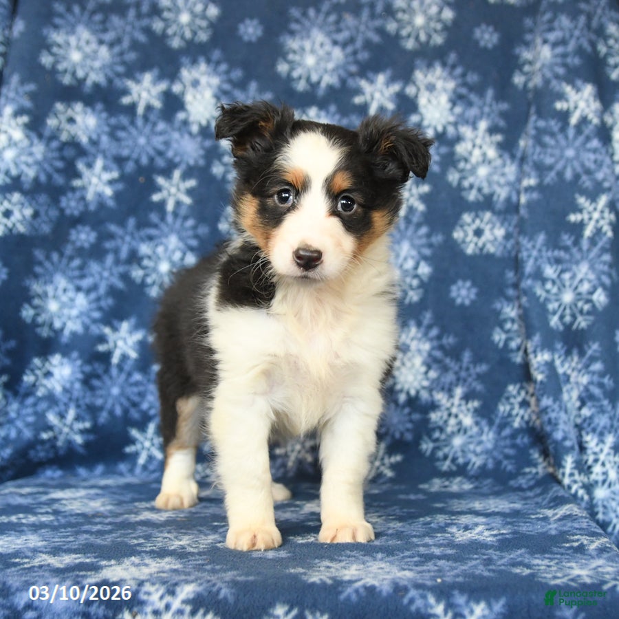 Shetland Sheepdog dogs Prince   - Ad 2