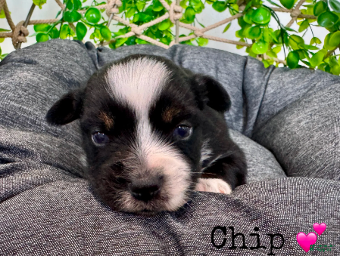 Miniature Australian Shepherd dogs for sale: Chip - Ad 3