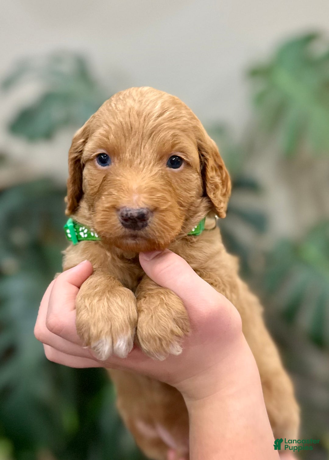 Goldendoodle dogs for sale: Leo - Ad 2