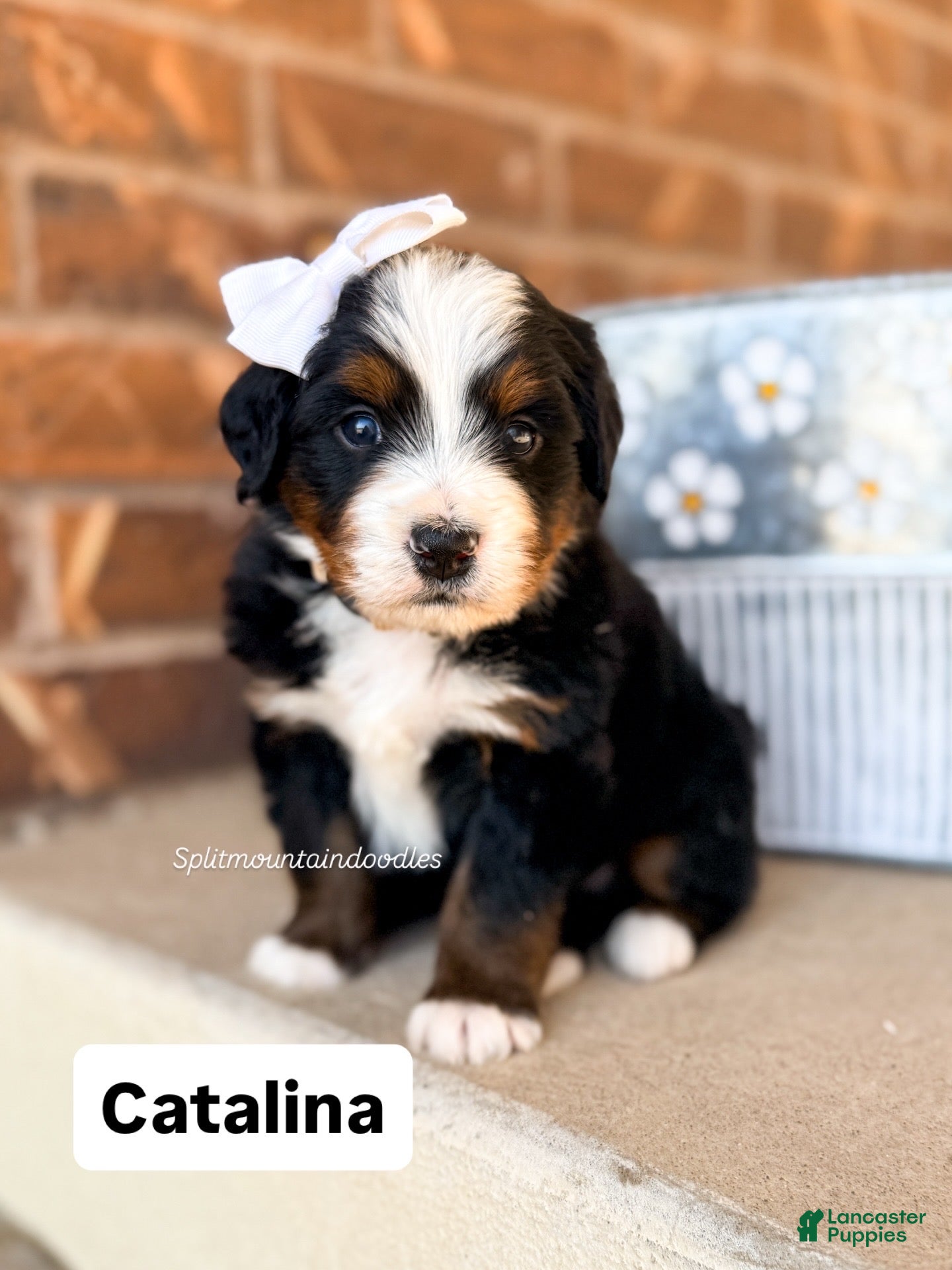 Bernedoodle dogs Catalina - Ad 4