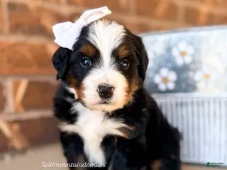 Bernedoodle dogs Catalina - Ad 4