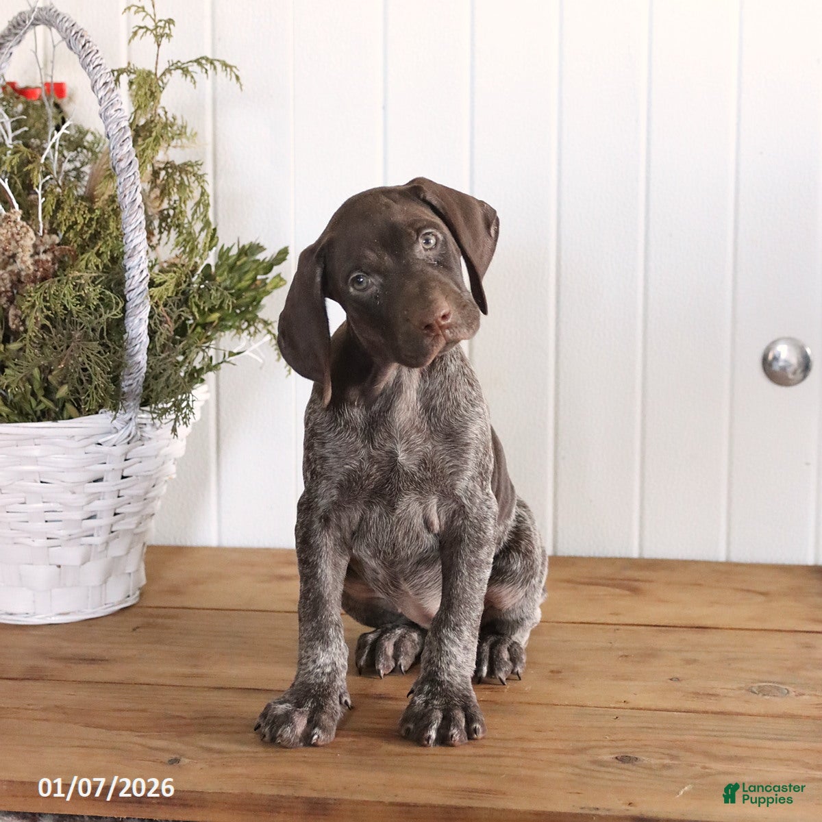 German Shorthaired Pointer dogs Lexi  - Ad 12