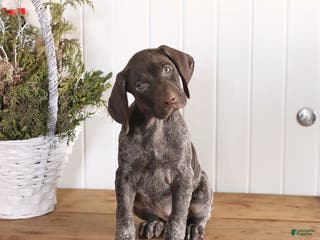 German Shorthaired Pointer dogs Lexi - Ad 18