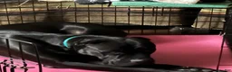 Cane Corso dogs for sale: Monte Carlo  - Ad 9