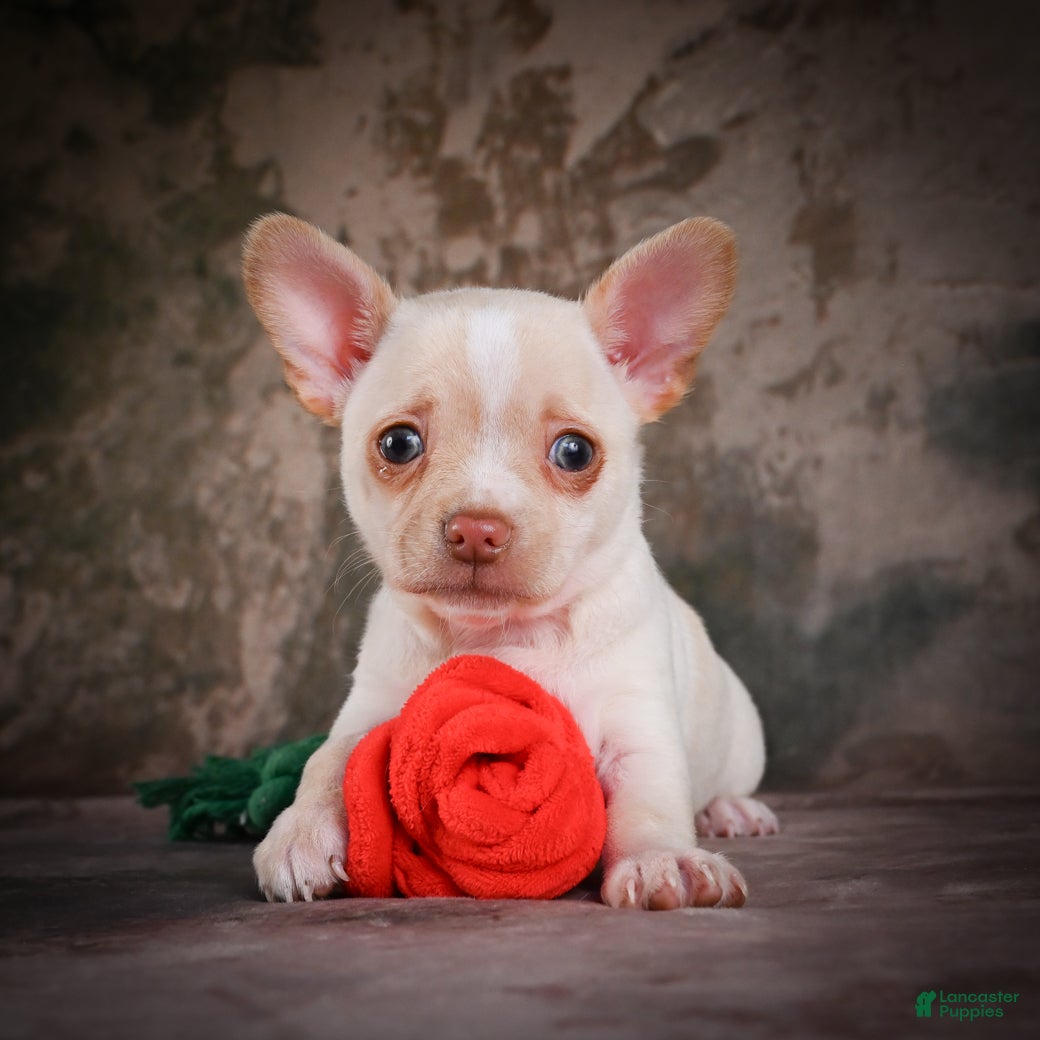 Chihuahua dogs for sale: Jackson - Ad 1