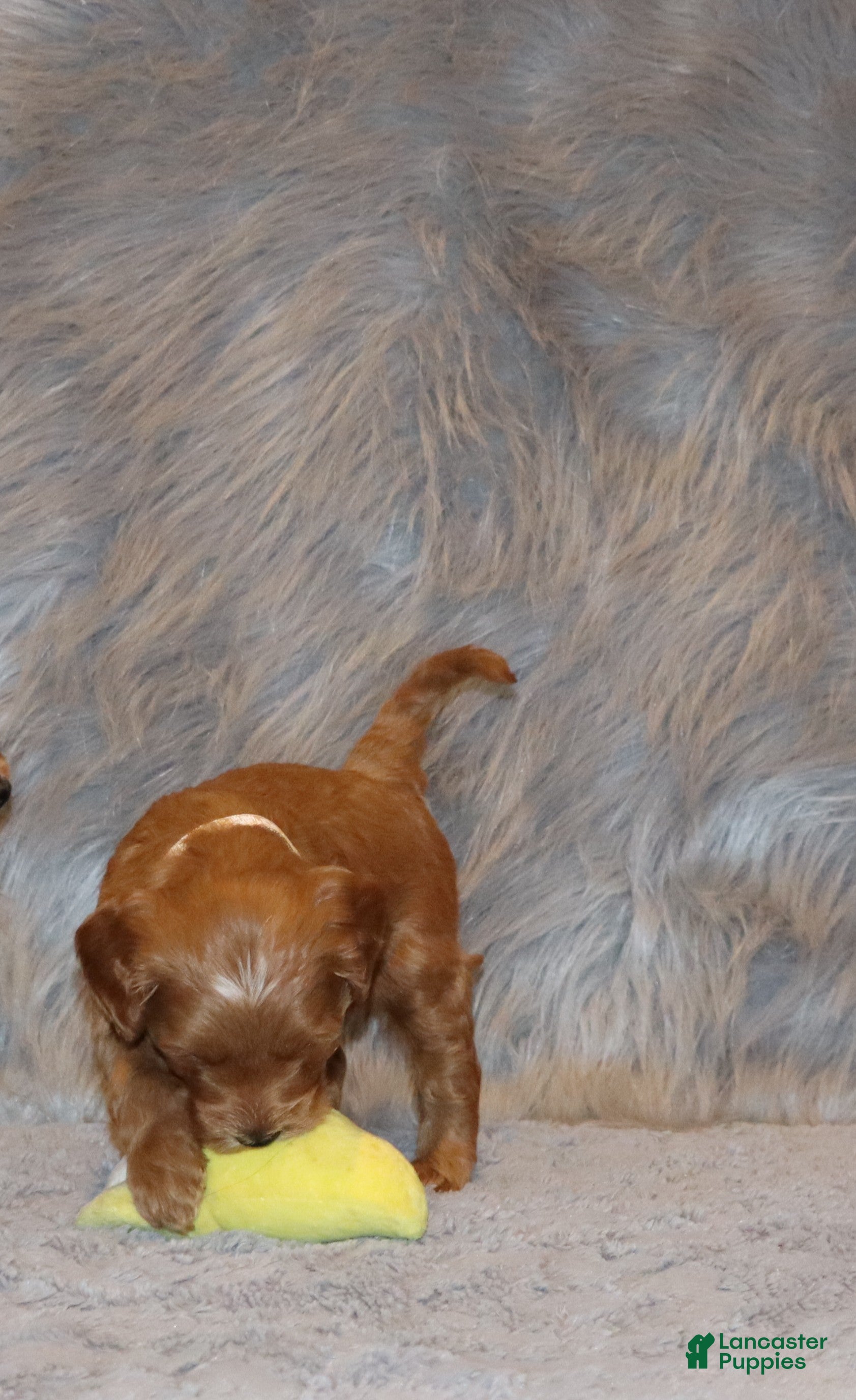 Mini Goldendoodle dogs Whitney 🌷 Genetic Clear Parents - Ad 2