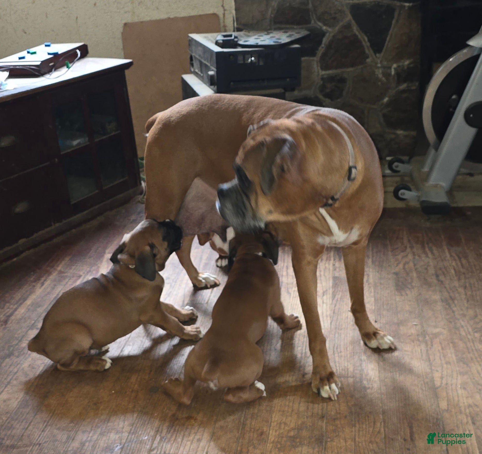 Boxer dogs Marvin - Ad 2