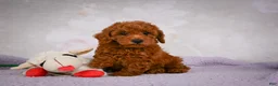 Miniature Poodle dogs for sale: Rocco - Ad 7