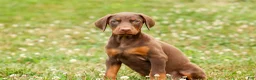 Doberman Pinscher dogs for sale: DUKE - Ad 13