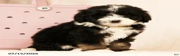 Bernedoodle dogs for sale: Linus - Ad 9