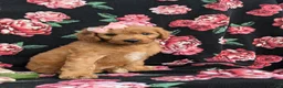 Cavapoo dogs for sale: Adrianna Hypoallergenic - Ad 5