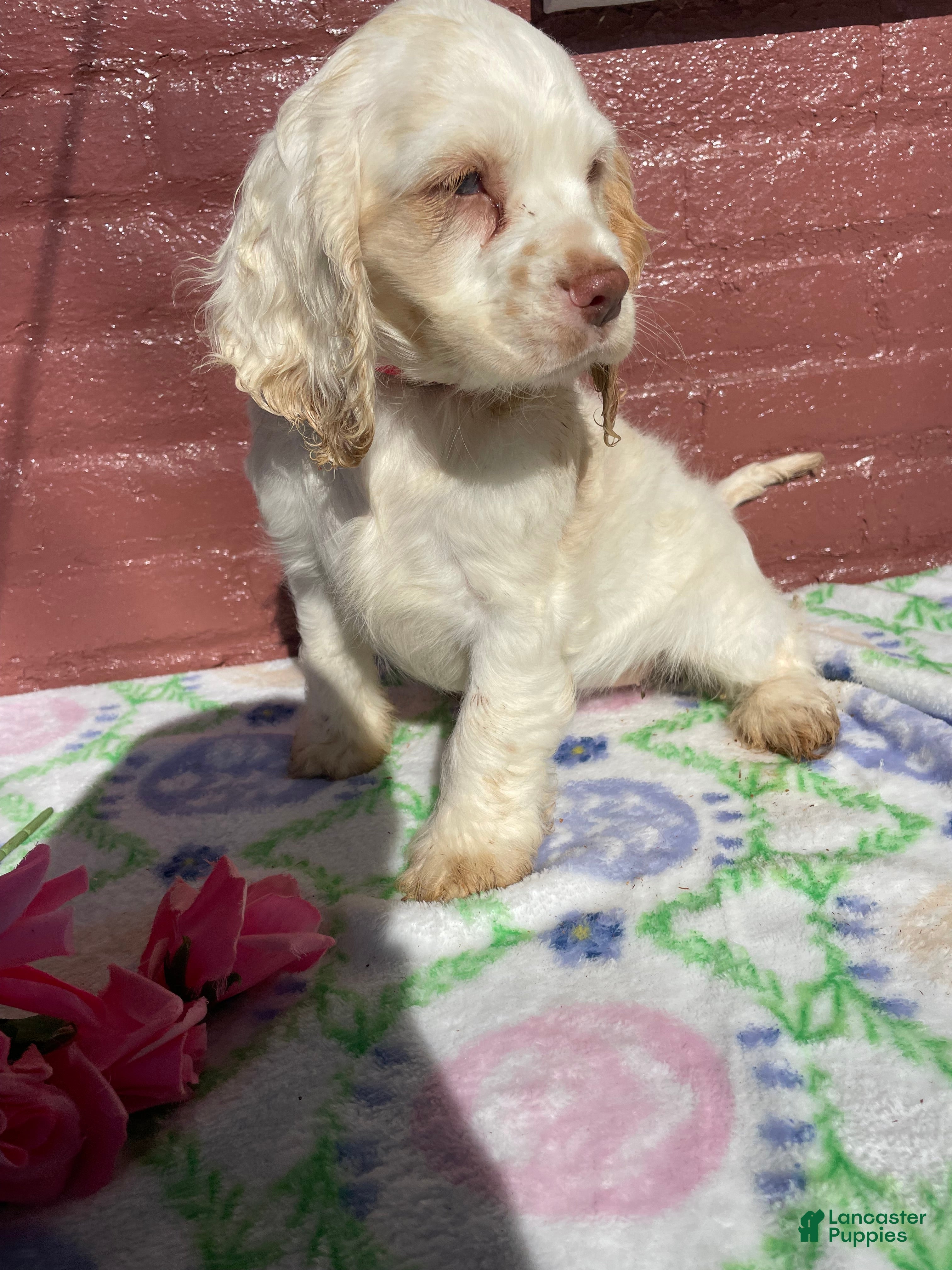 Cocker Spaniel dogs Pixie - Ad 27