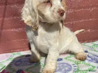 Cocker Spaniel dogs Pixie - Ad 27