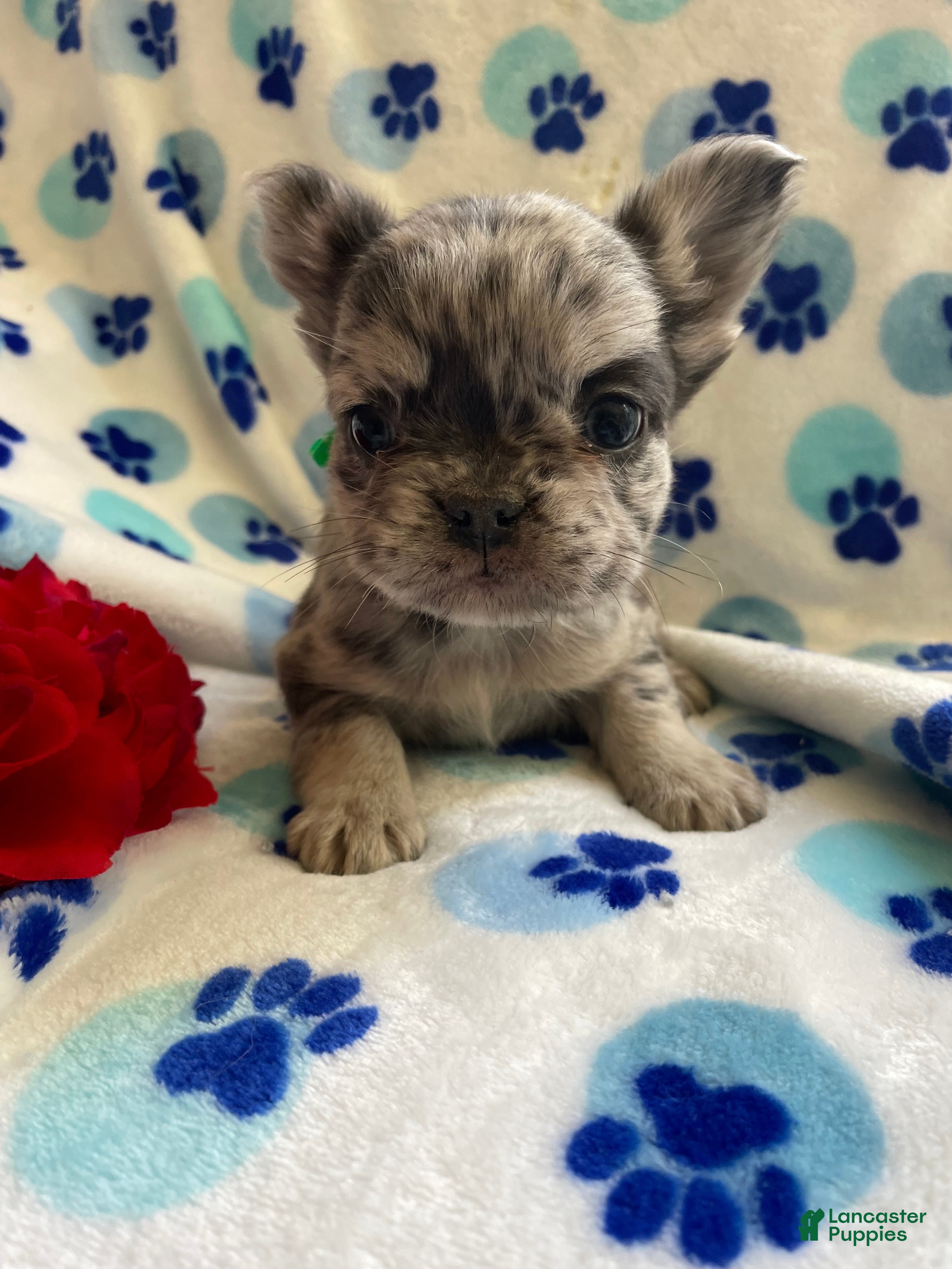 French Bulldog dogs Scooter LONG HAIRED - Ad 17
