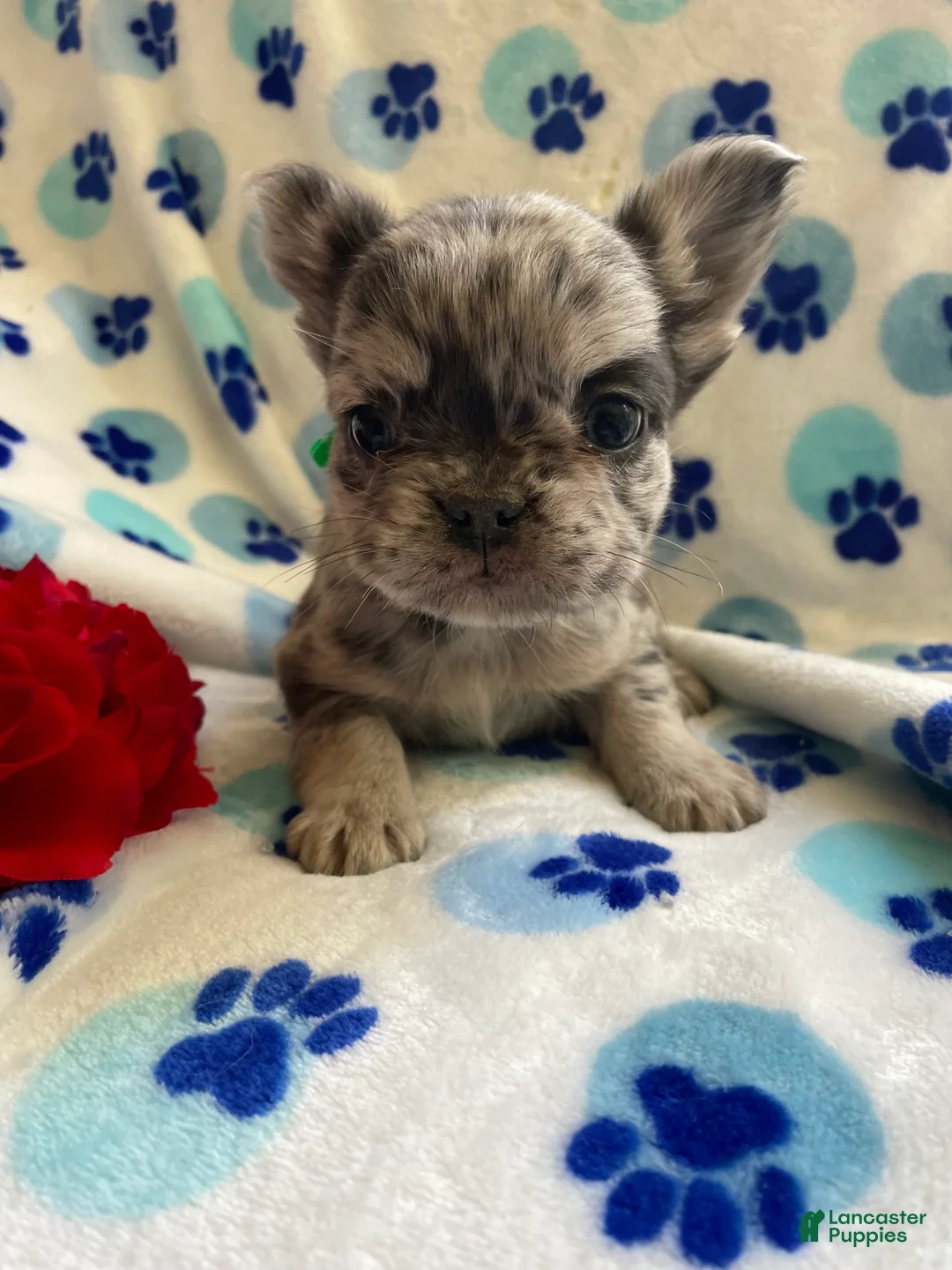 French Bulldog dogs for sale: Scooter LONG HAIRED - Ad 1