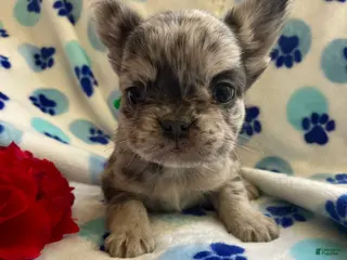 French Bulldog dogs Scooter LONG HAIRED - Ad 17