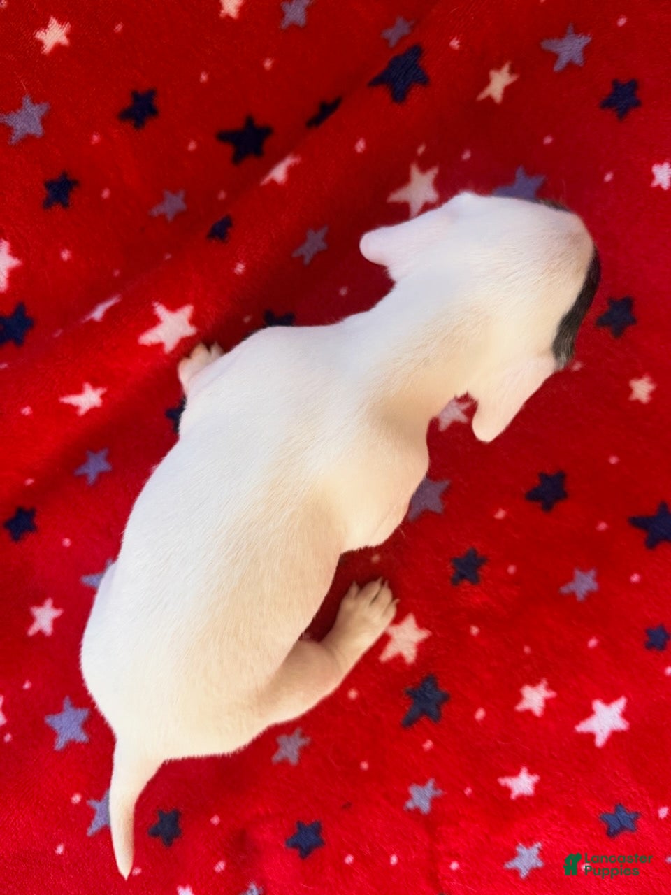 Miniature Dachshund dogs Domino - Ad 2
