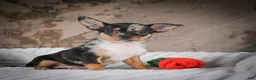 Chihuahua dogs for sale: Abby - Ad 3