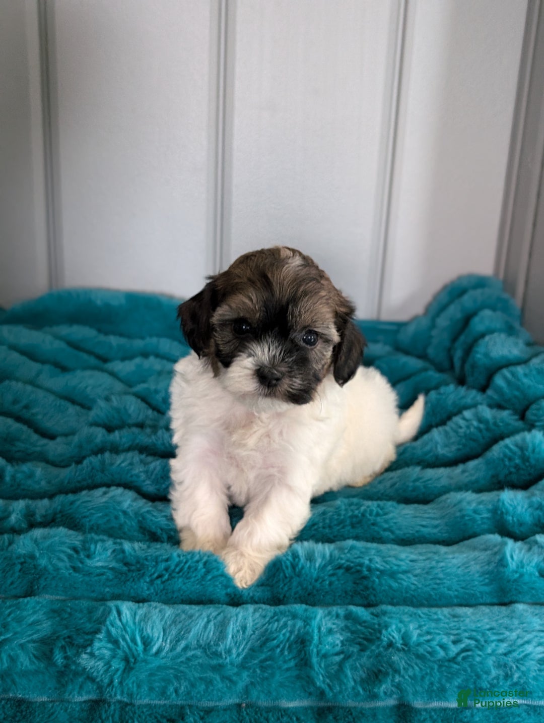 Havapoo dogs for sale: Oakley  - Ad 5