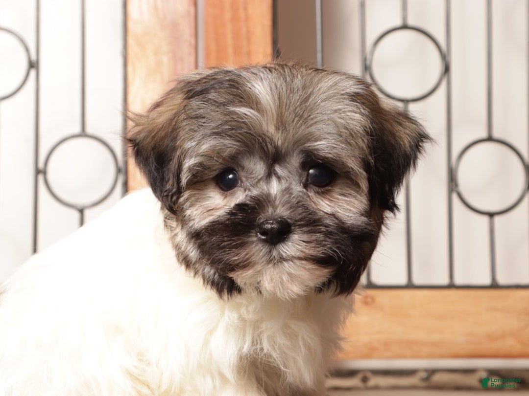 Havanese dogs for sale: Blue ACA Male Havanese  - Ad 2