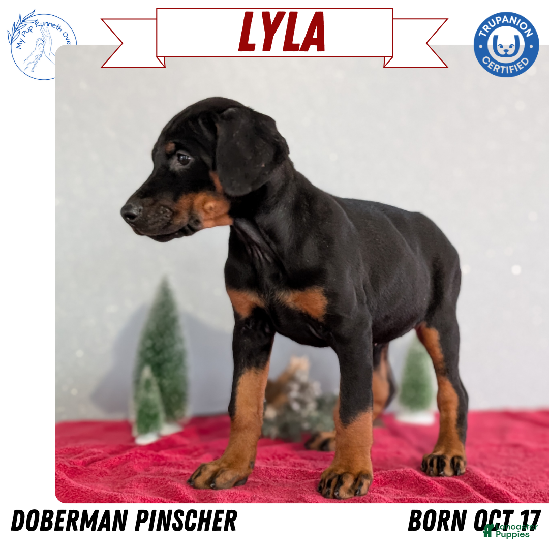 Doberman Pinscher dogs Lyla - Ad 3