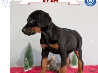 Doberman Pinscher dogs Lyla - Ad 1