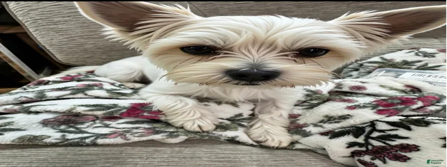 Jack