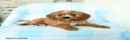 Cavapoo dogs for sale: Junior - Ad 1